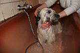 BAIN - SKYE TERRIER 074
